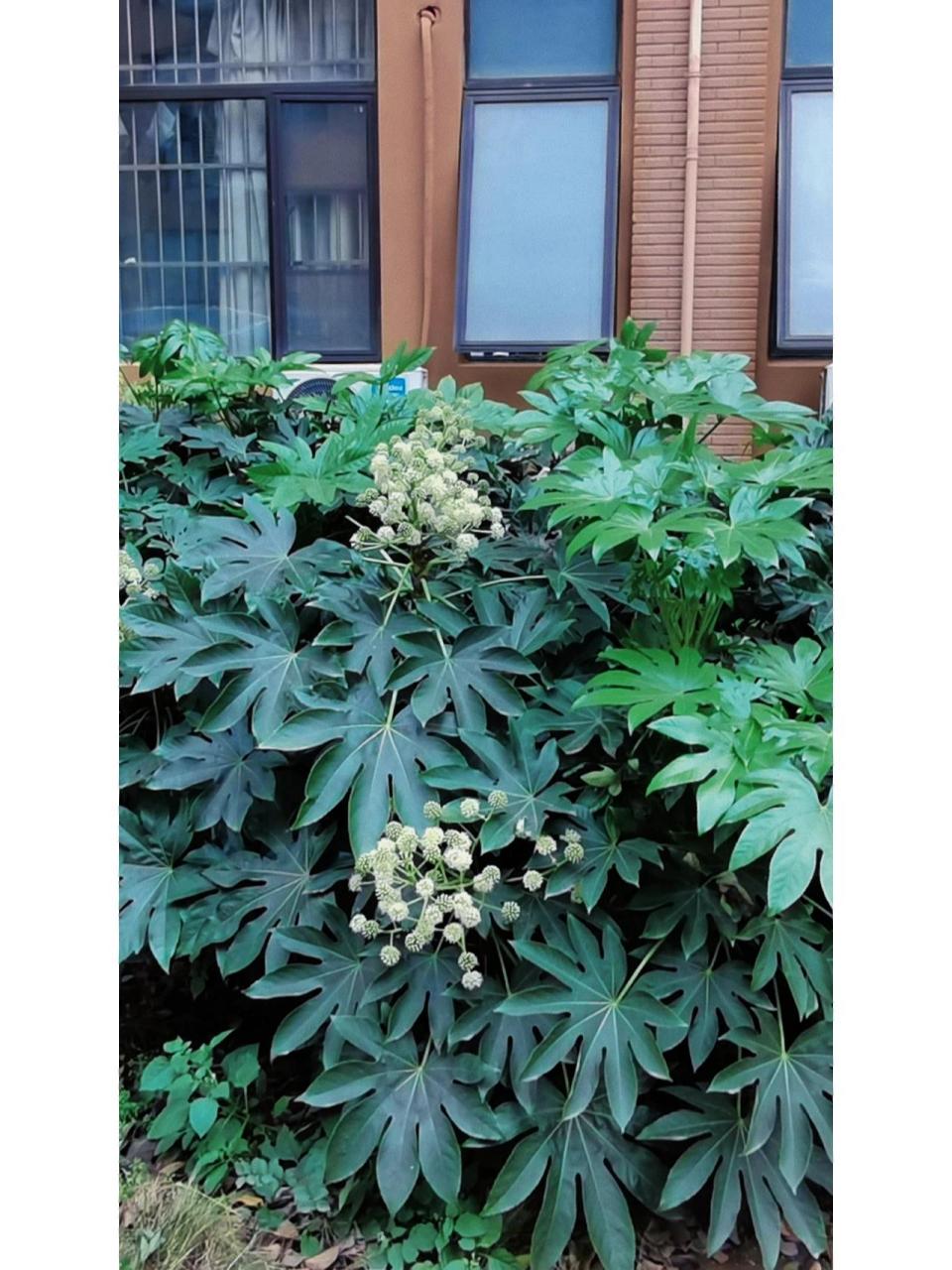 八角金盘 常绿灌木或小乔木八角金盘(学名:fatsia japonic(thunb.