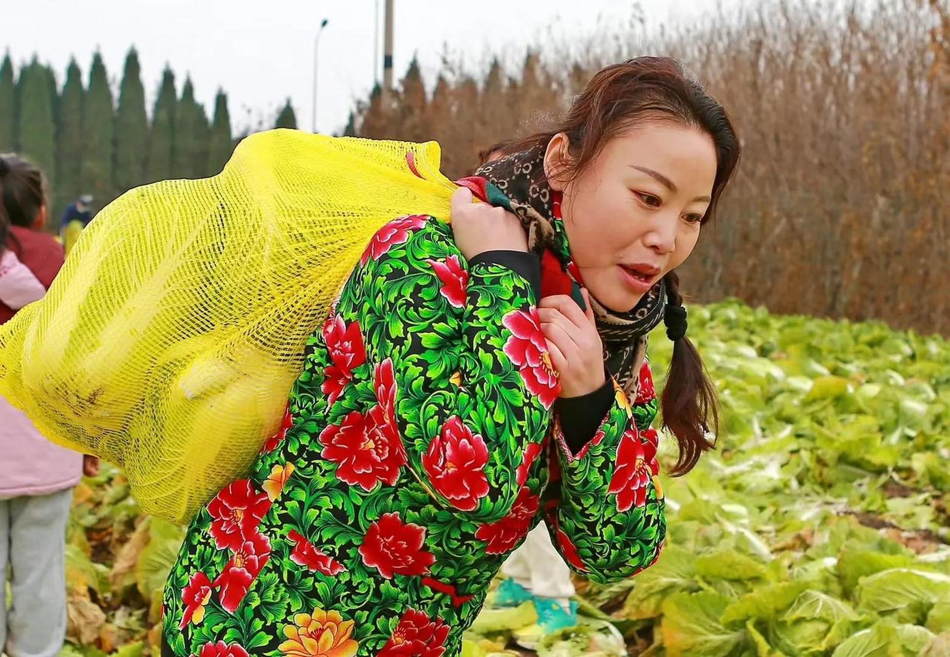 草帽姐干农活收割大白菜草帽姐夫妇捐20万斤大白菜 草帽姐 临沂头条