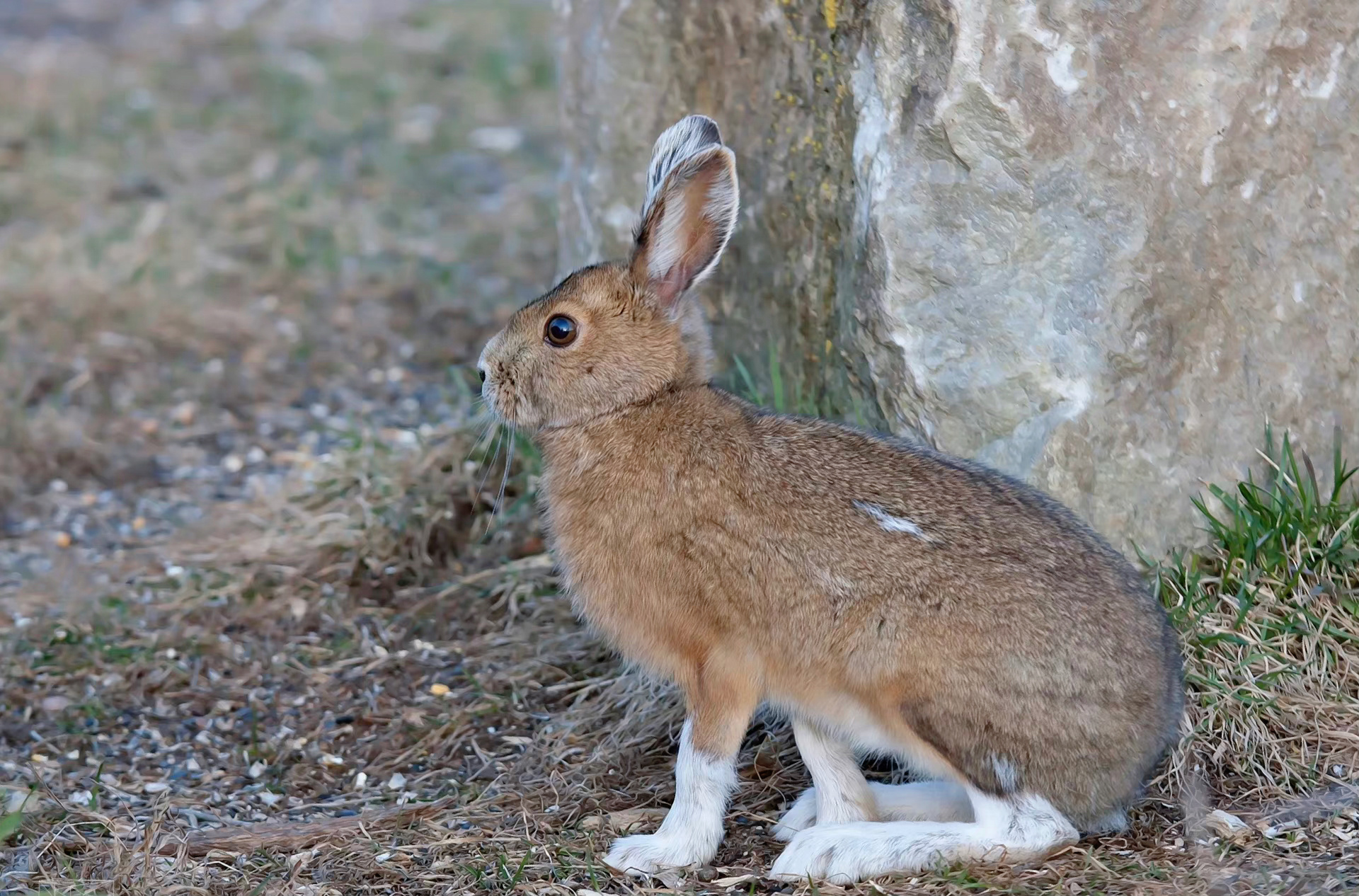 08loren merrill 白靴兔(学名:lepus americanus),又名雪鞋兔,是北