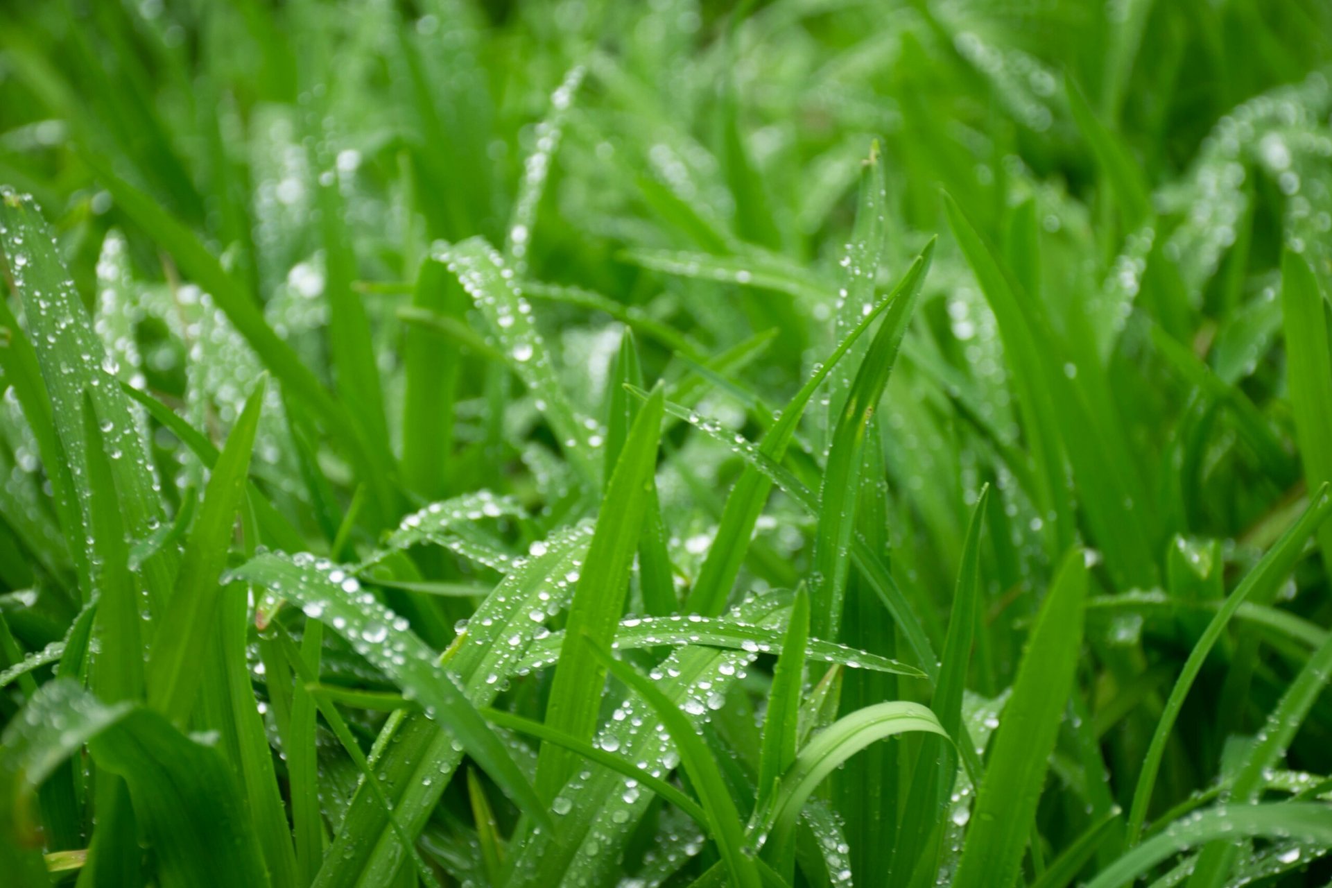 大雨天小草风景图片图片