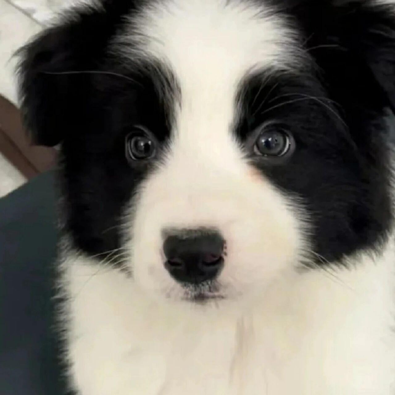 纯种边牧幼犬 699一只带回家 纯种边牧幼犬  需要有时间陪伴,有爱心的