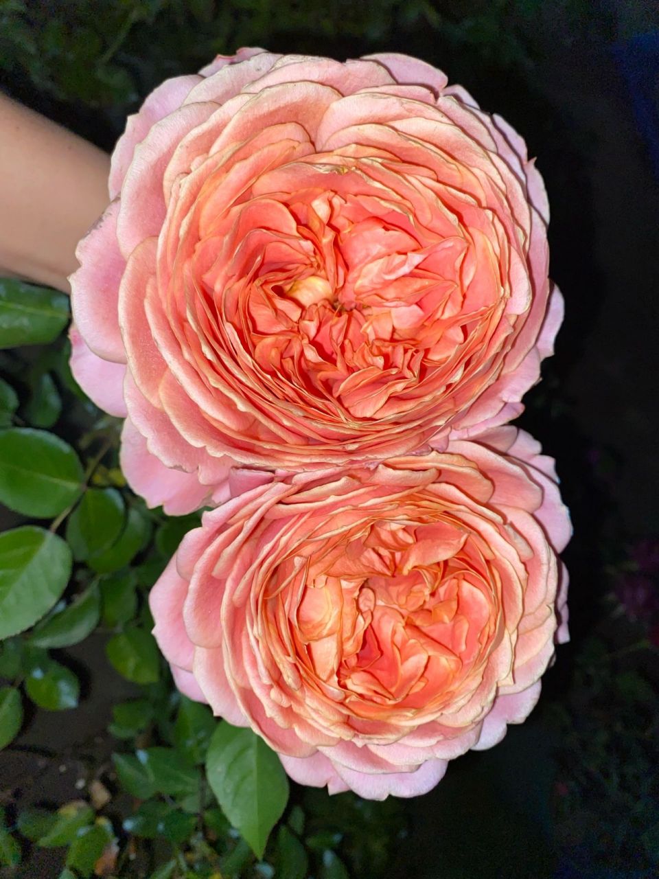 浪漫古董月季 天冷了颜色好好看,花瓣层数特别多,花朵有12公分,花大