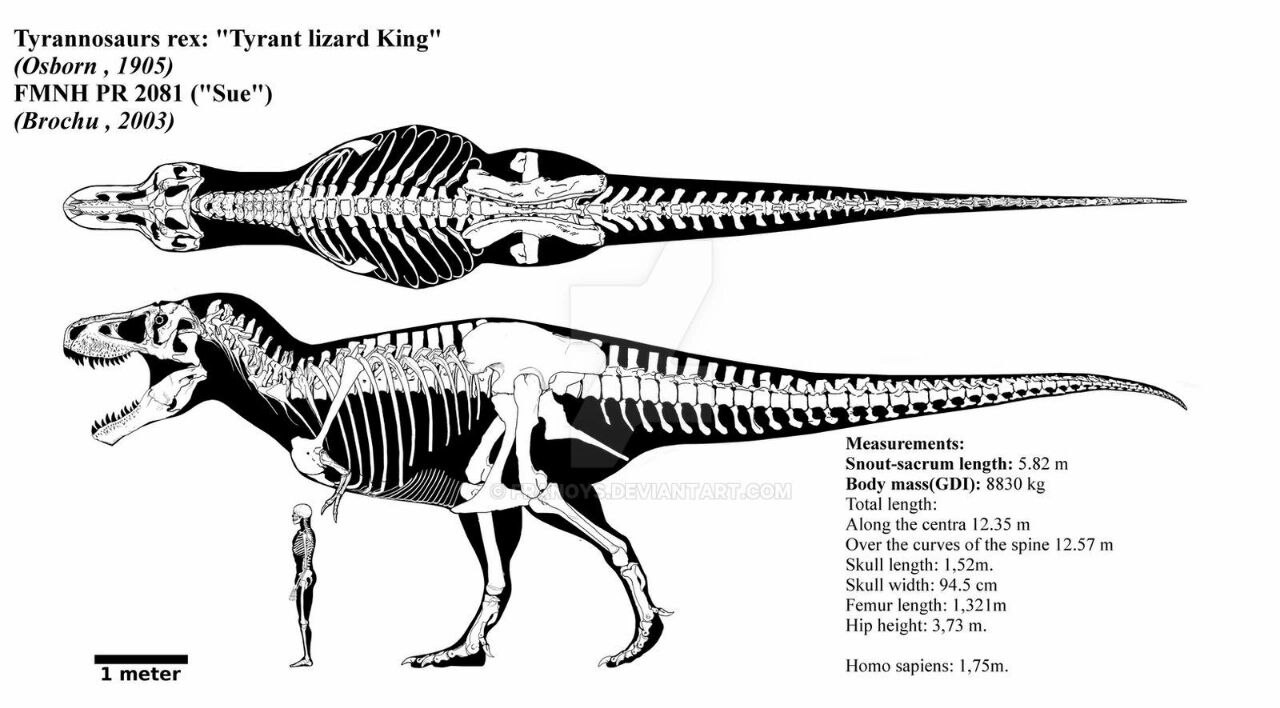 霸王龙(暴龙) 雷克斯暴龙tyrannosaurus rex 恐龙总目