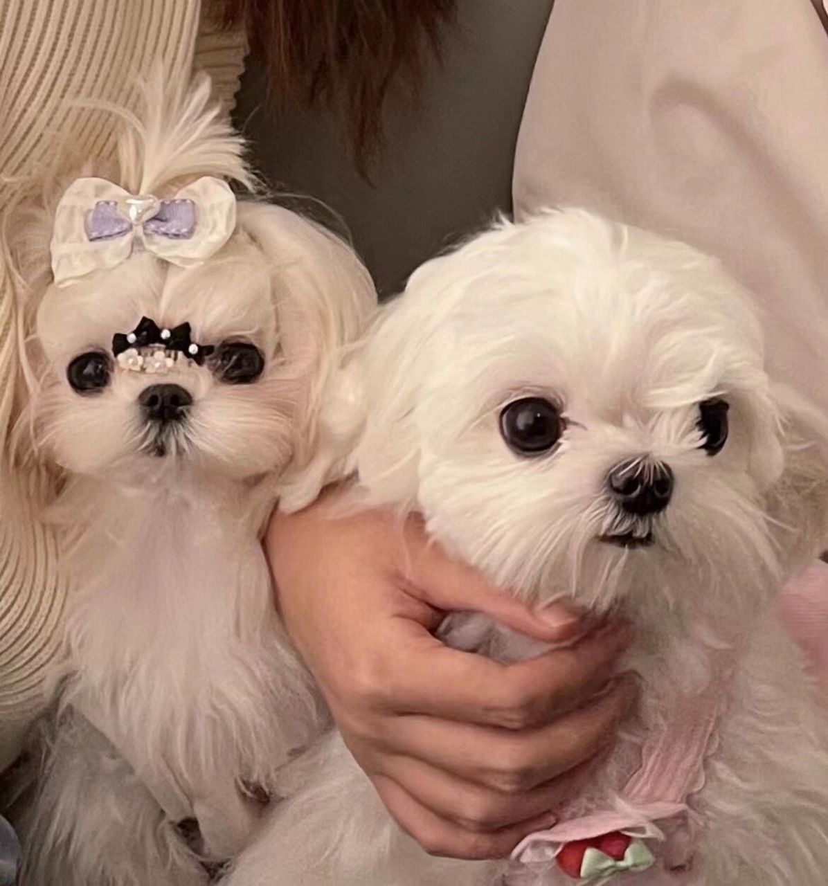 马尔济斯头像|姨母和高甜外甥女合体 外甥女珍宝妹 这无辜甜美把绵姨