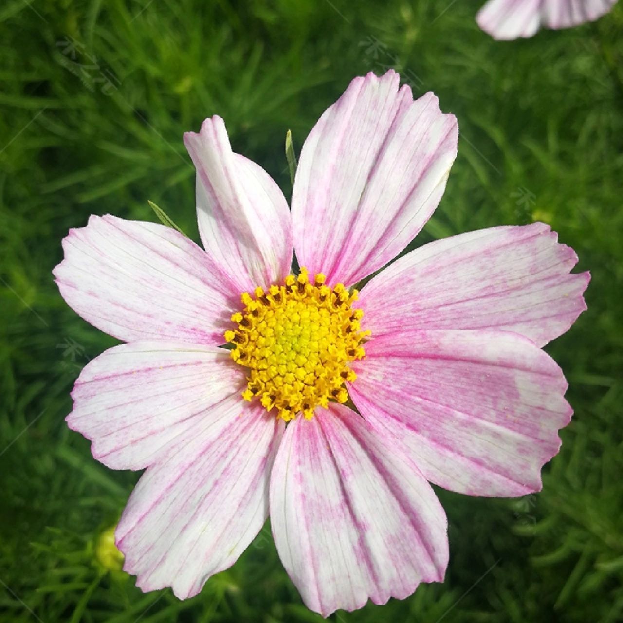 花境植物第208弹——波斯菊 波斯菊是菊科秋英属一年生或多年生草本