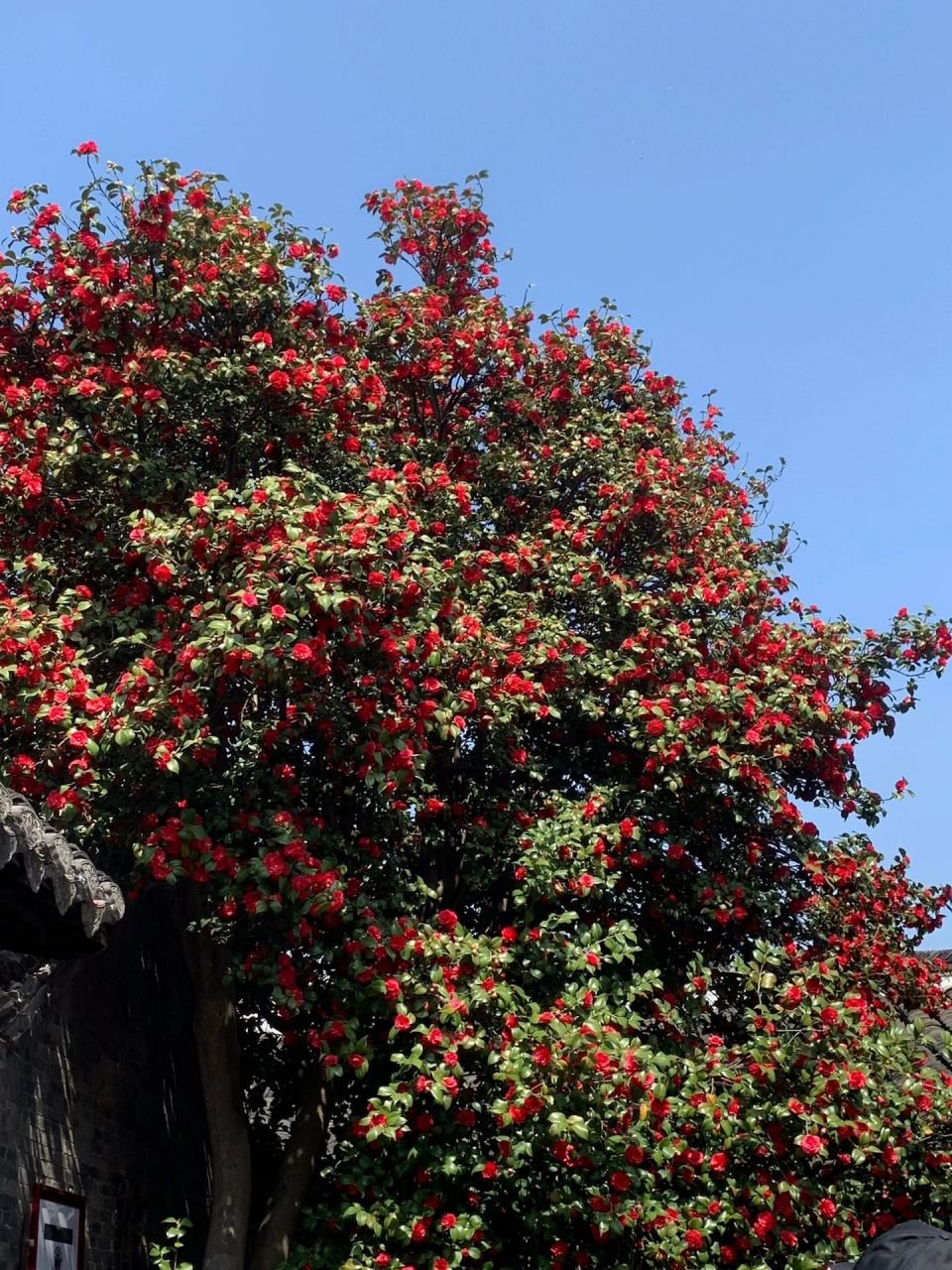 一棵长了一千年的茶花树 太美了!