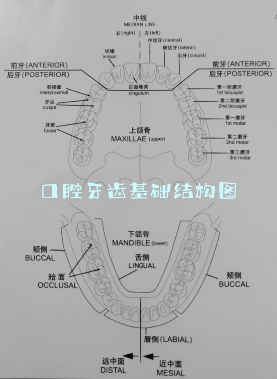 人体牙齿骨骼结构图图片