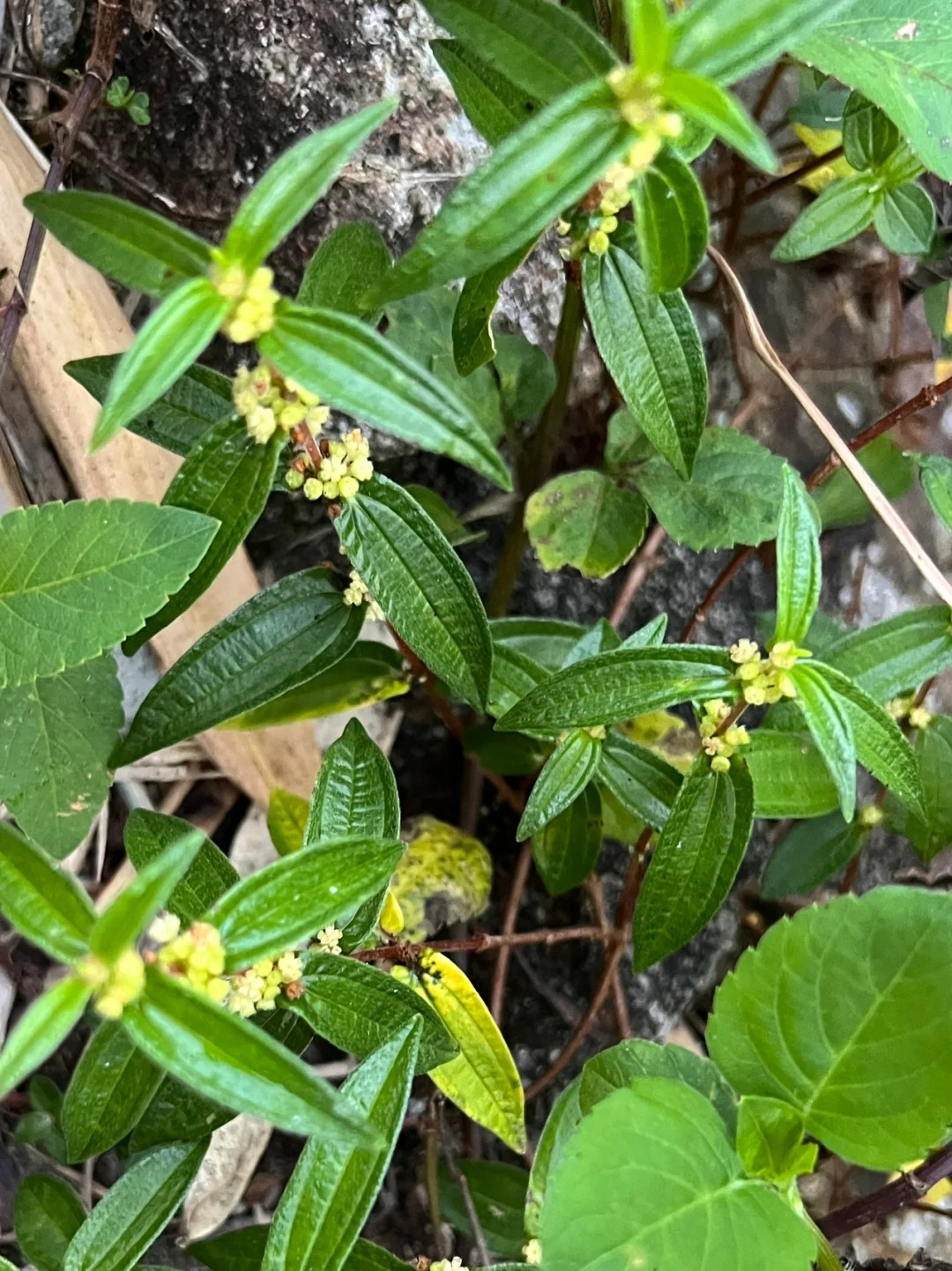 糯米草图片 糯米草,又称为糯米藤,糯米条等,是荨麻科植物糯米团的带根