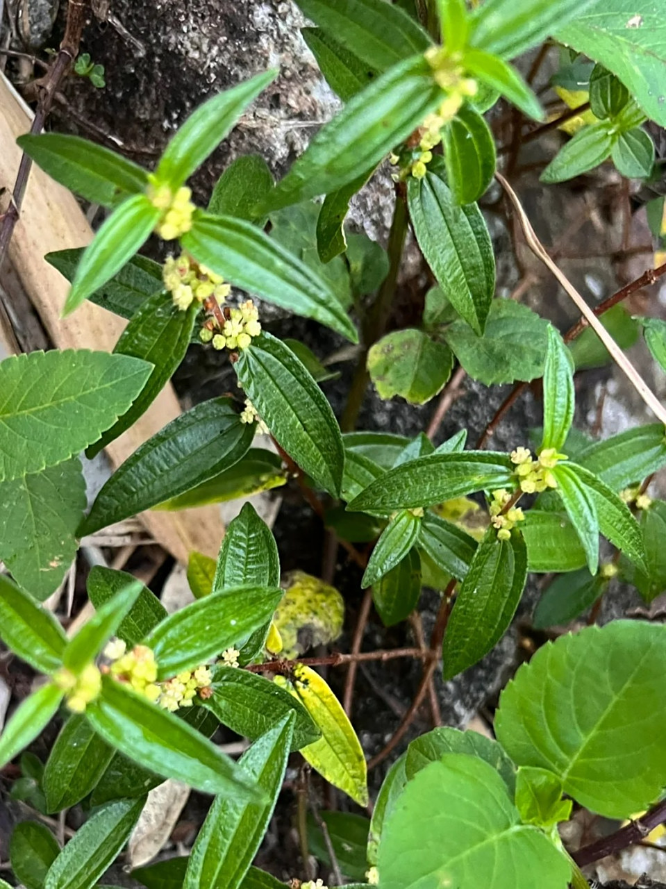 糯米草图片 95糯米草,又称为糯米藤,糯米条等,是荨麻科植物糯米团的