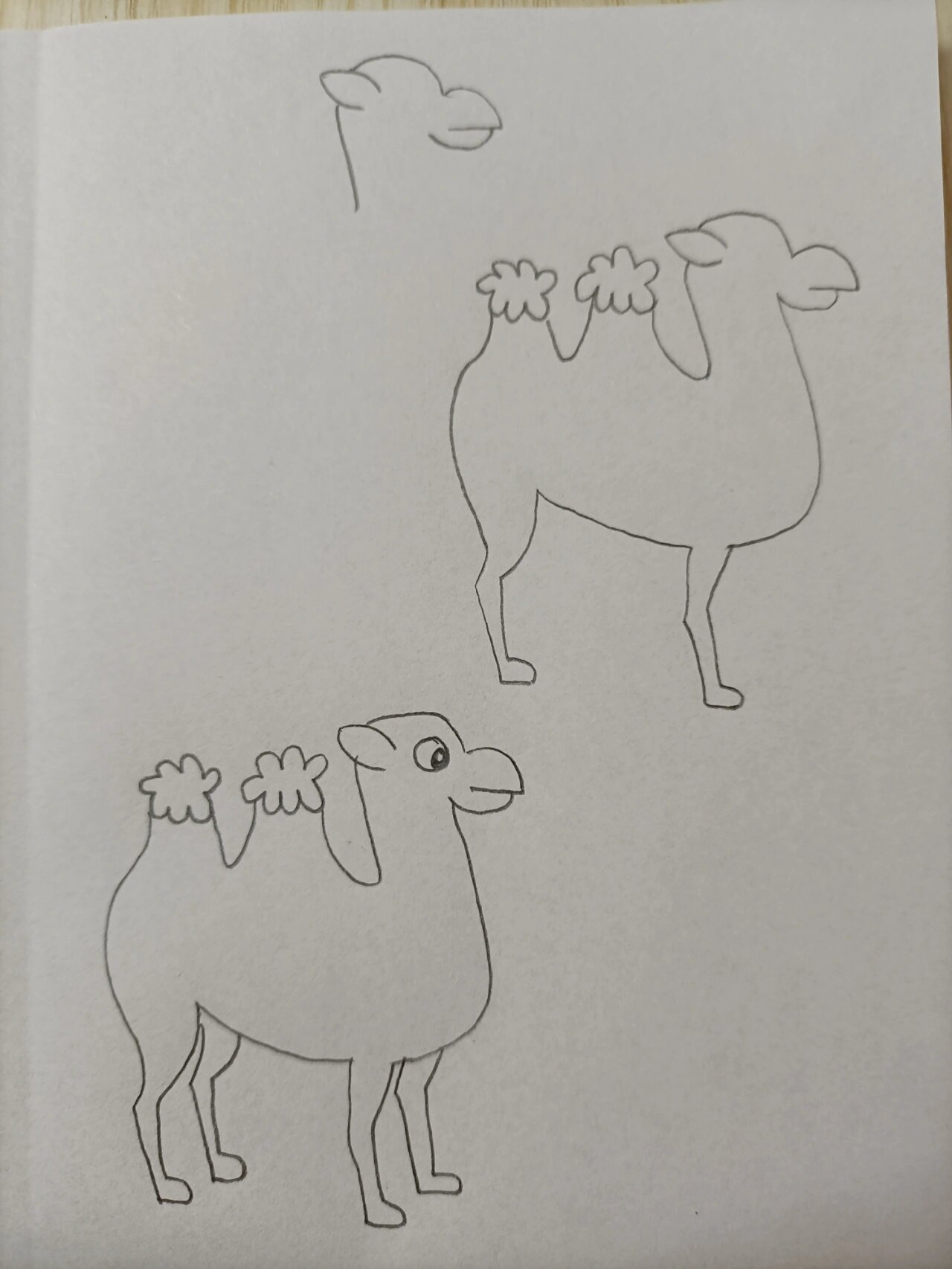 简笔画(124)骆驼
