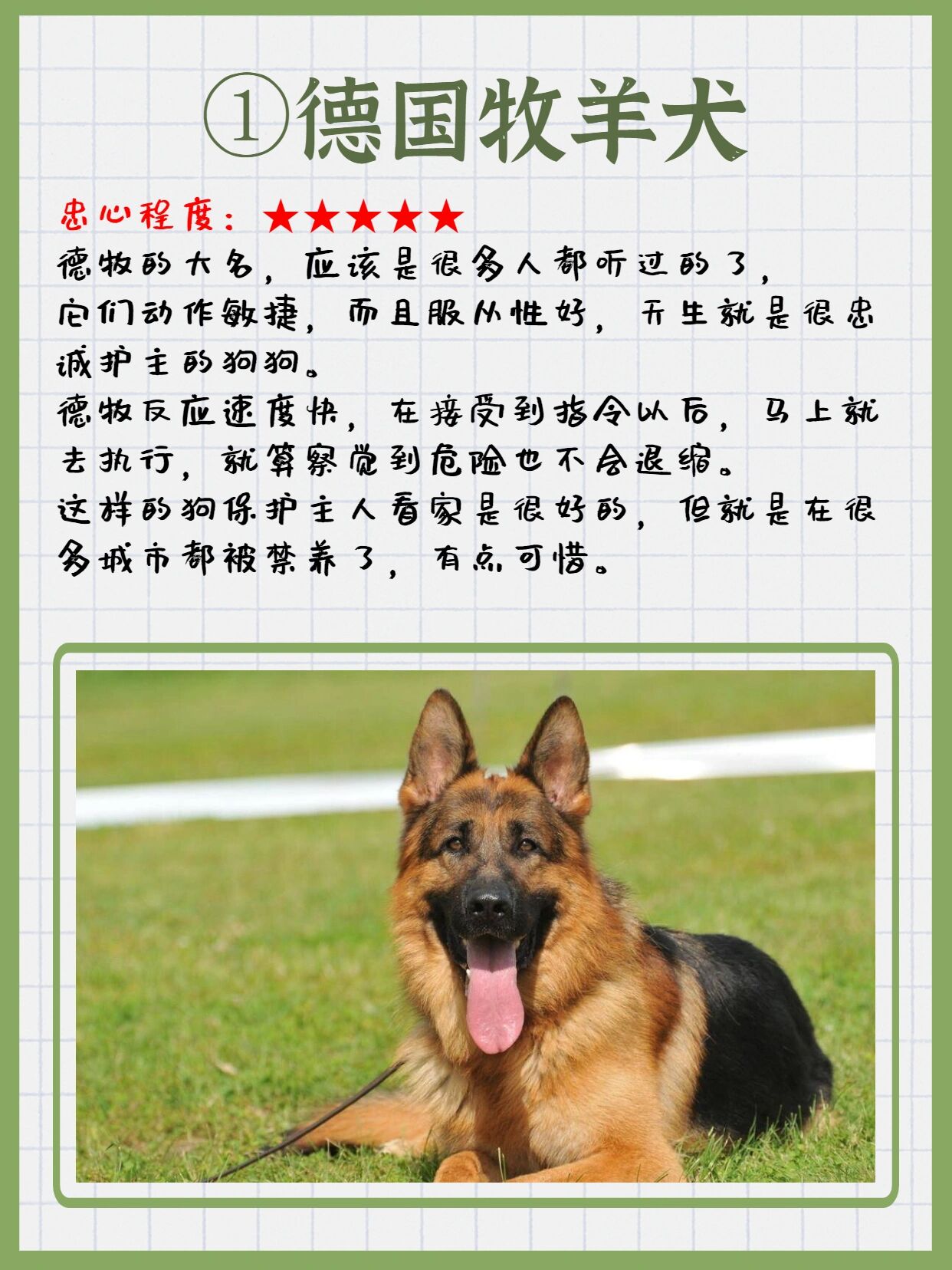 97超帅的6大军犬,对主人很忠诚