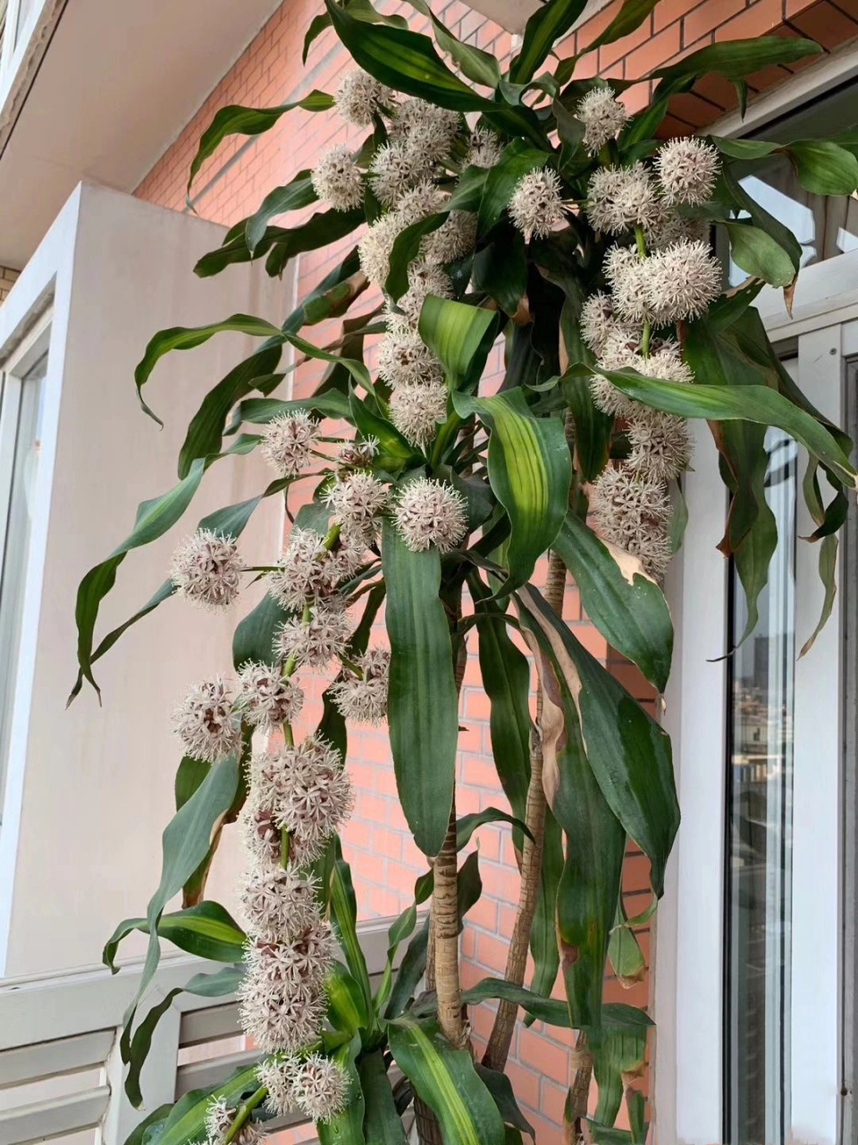 养了8,9年的香龙血树需要换盆吗?