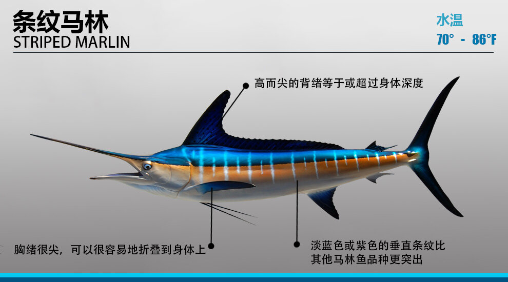 海洋"三剑客":剑鱼/旗鱼/枪鱼951505