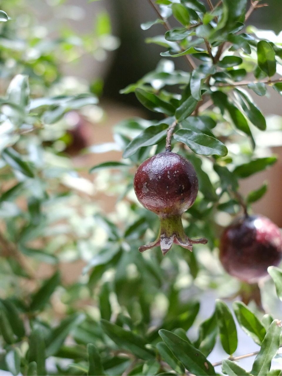 石榴树95 "紫玉石榴树,果实如深紫色矿石一般.