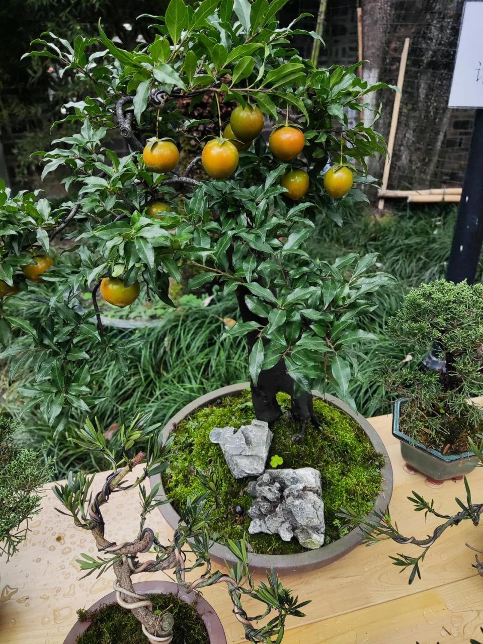 今天在人民公园看到金蝉子盆栽,小盆的就1000一盆,你们觉得怎么样?