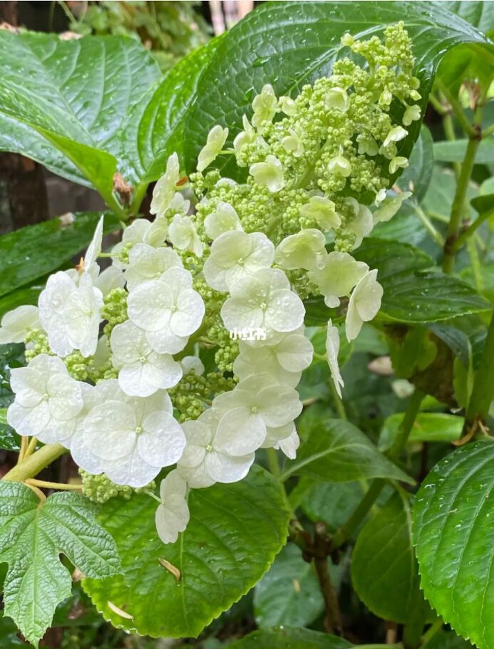 红宝石拖鞋一款紧凑的栎叶绣球 #养花知识分享#0202#绣球花#02