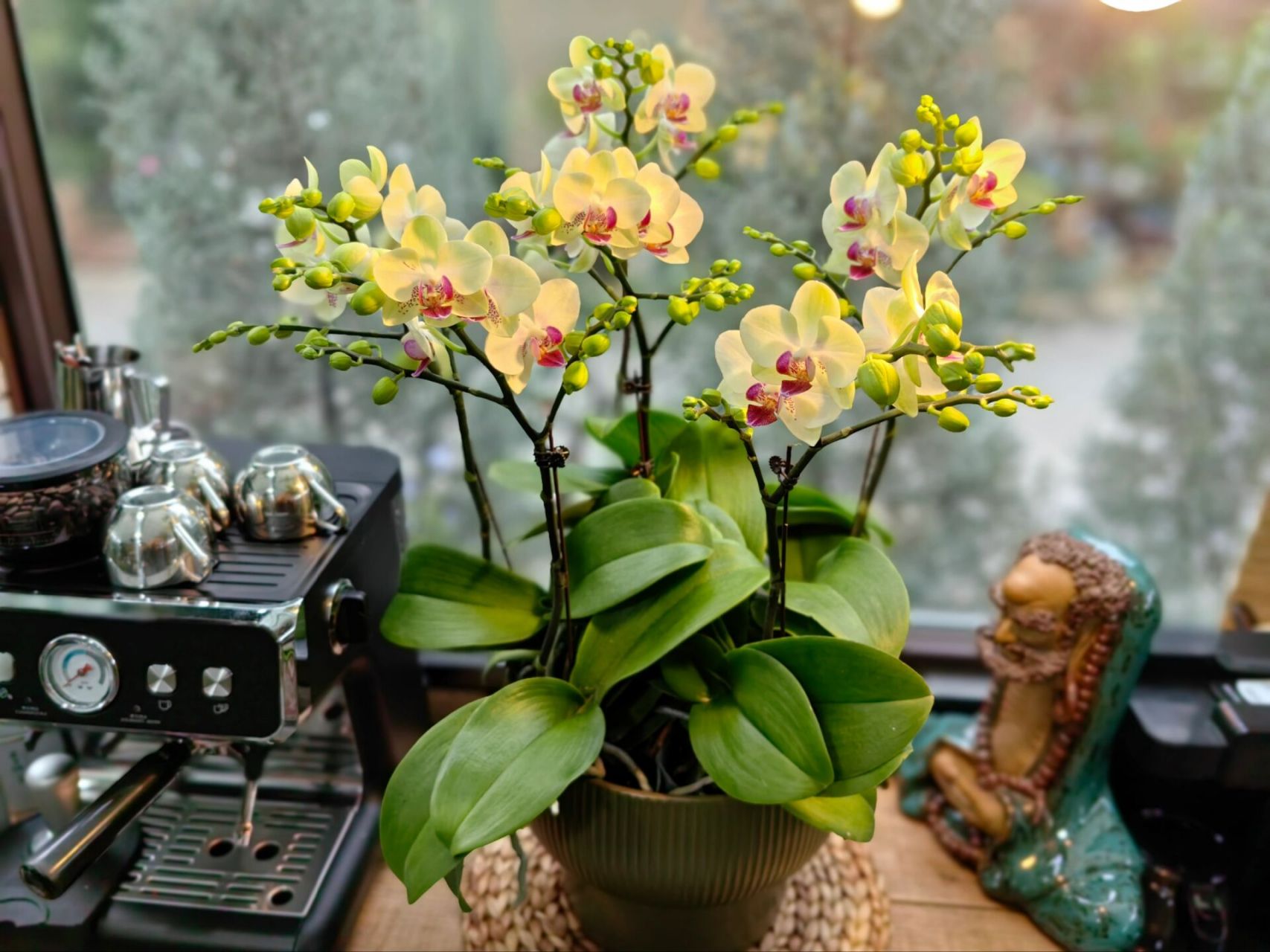 【绿熊】蝴蝶兰新品-无锡花店 【绿熊】新品,6枝花剑蝴蝶兰,花量大