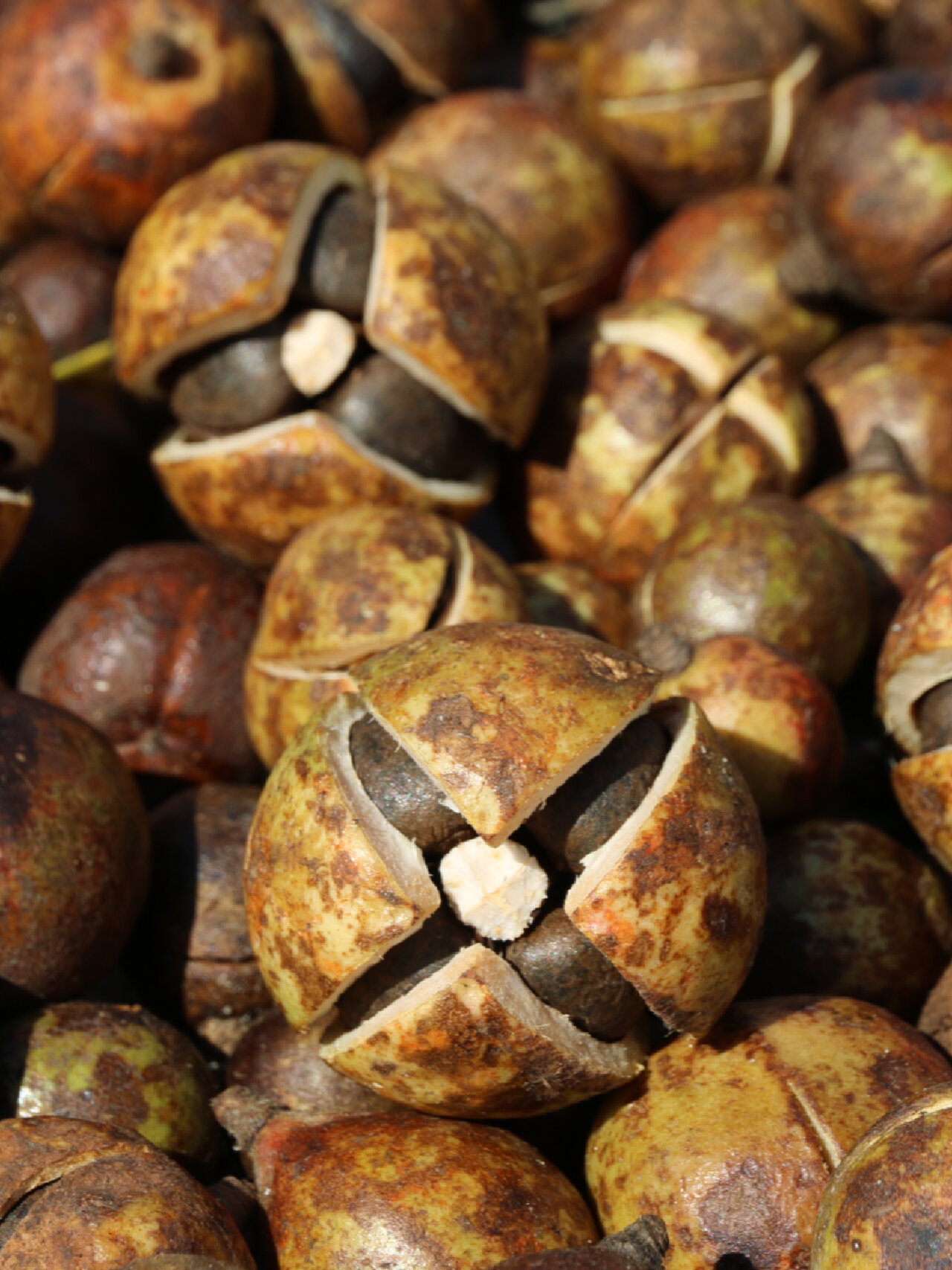 吃山茶油的好处78 为什么推荐吃茶油?