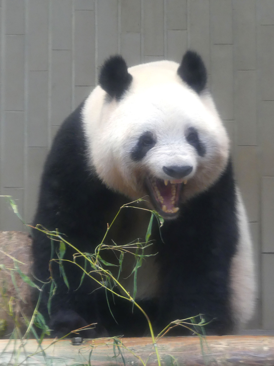 "香香"回国了 在日本上野动物园的旅日大熊猫香香回国啦,看起来她被