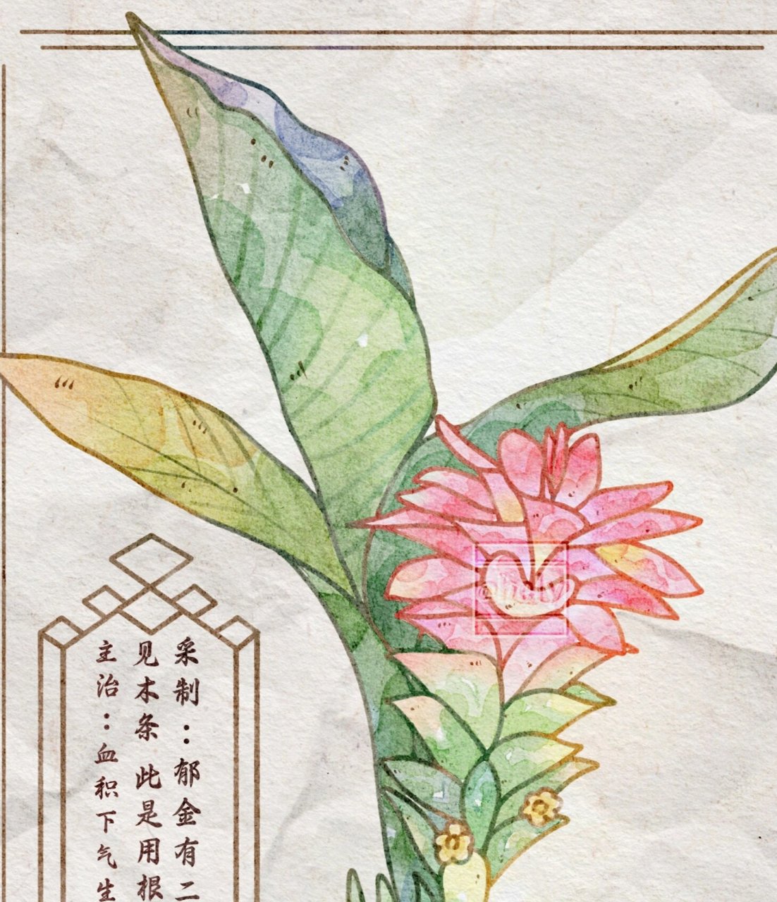 【本草纲目】手绘水彩图鉴—郁金 郁金为姜科植物,别名:桂郁金,黄郁金