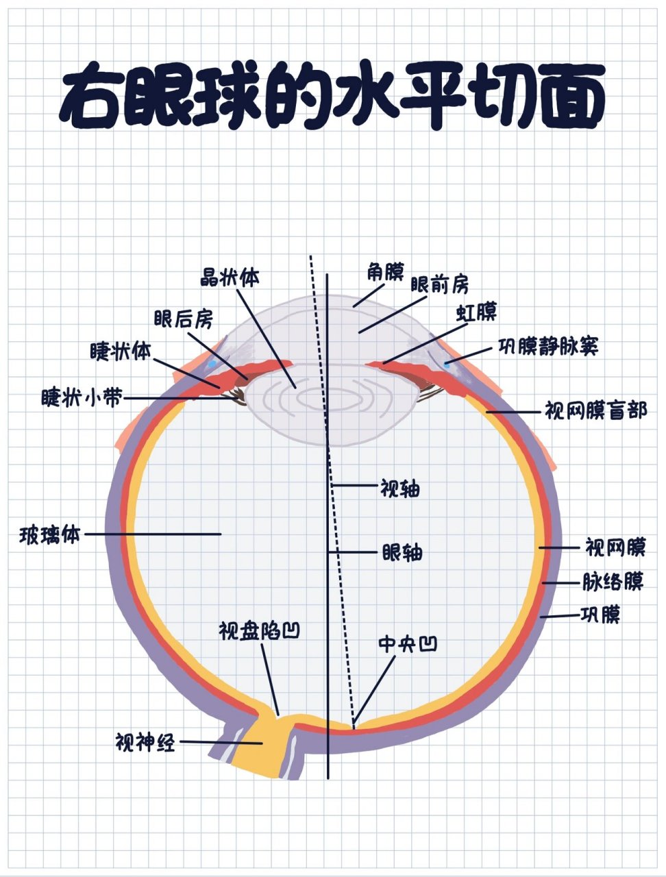 矢状位眼球解剖图图片