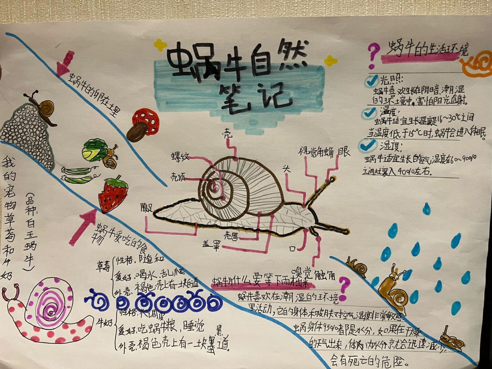 科学期末作业:蜗牛🐌自然笔记