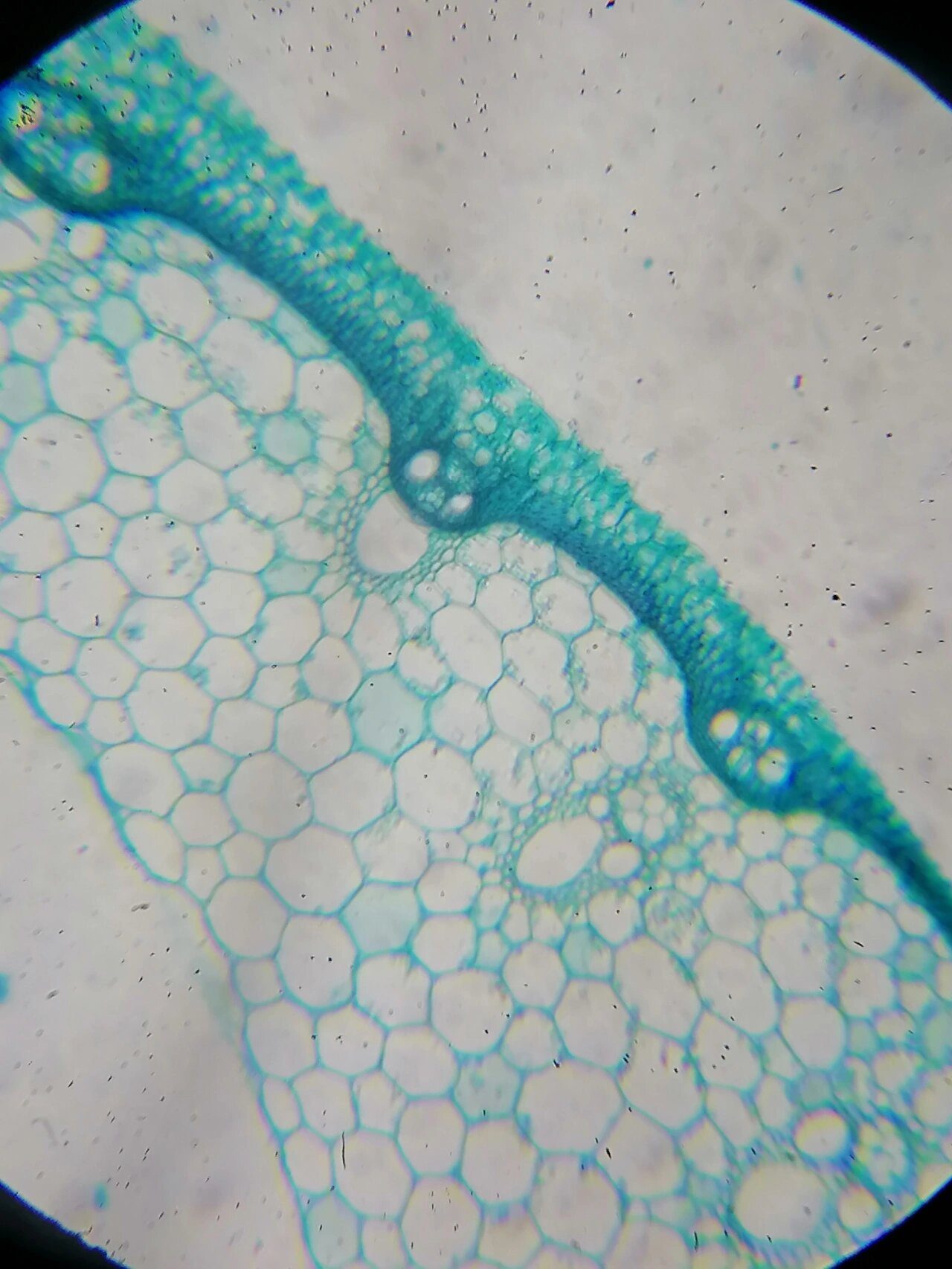 显微镜下的世界08:水稻茎横切面