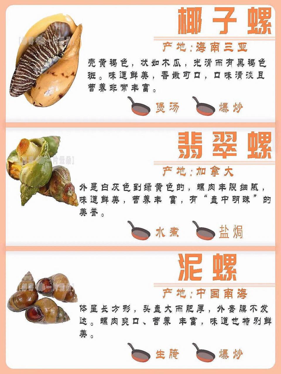 常见螺类百科|特点|区别|食用方法|产地 来 常见螺类百科|特点|区别