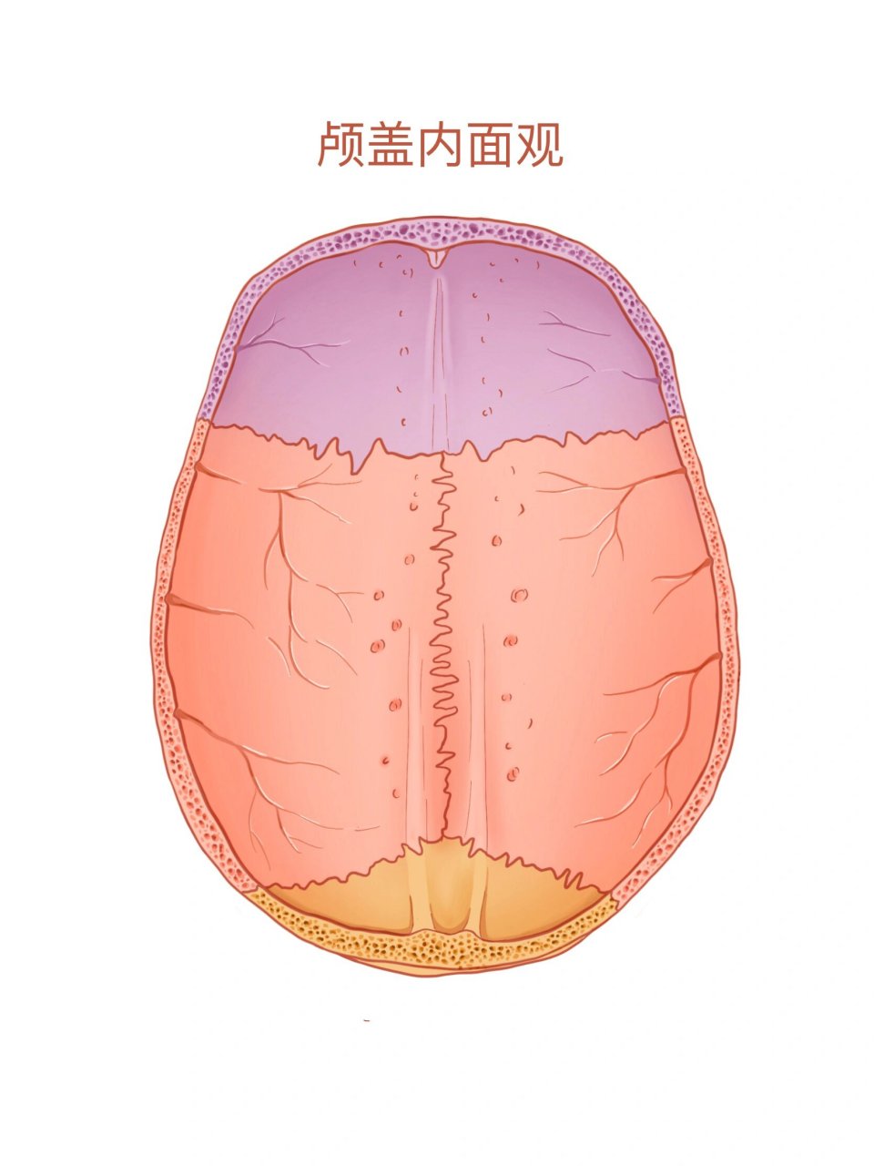 颅底内面观图片手绘图片
