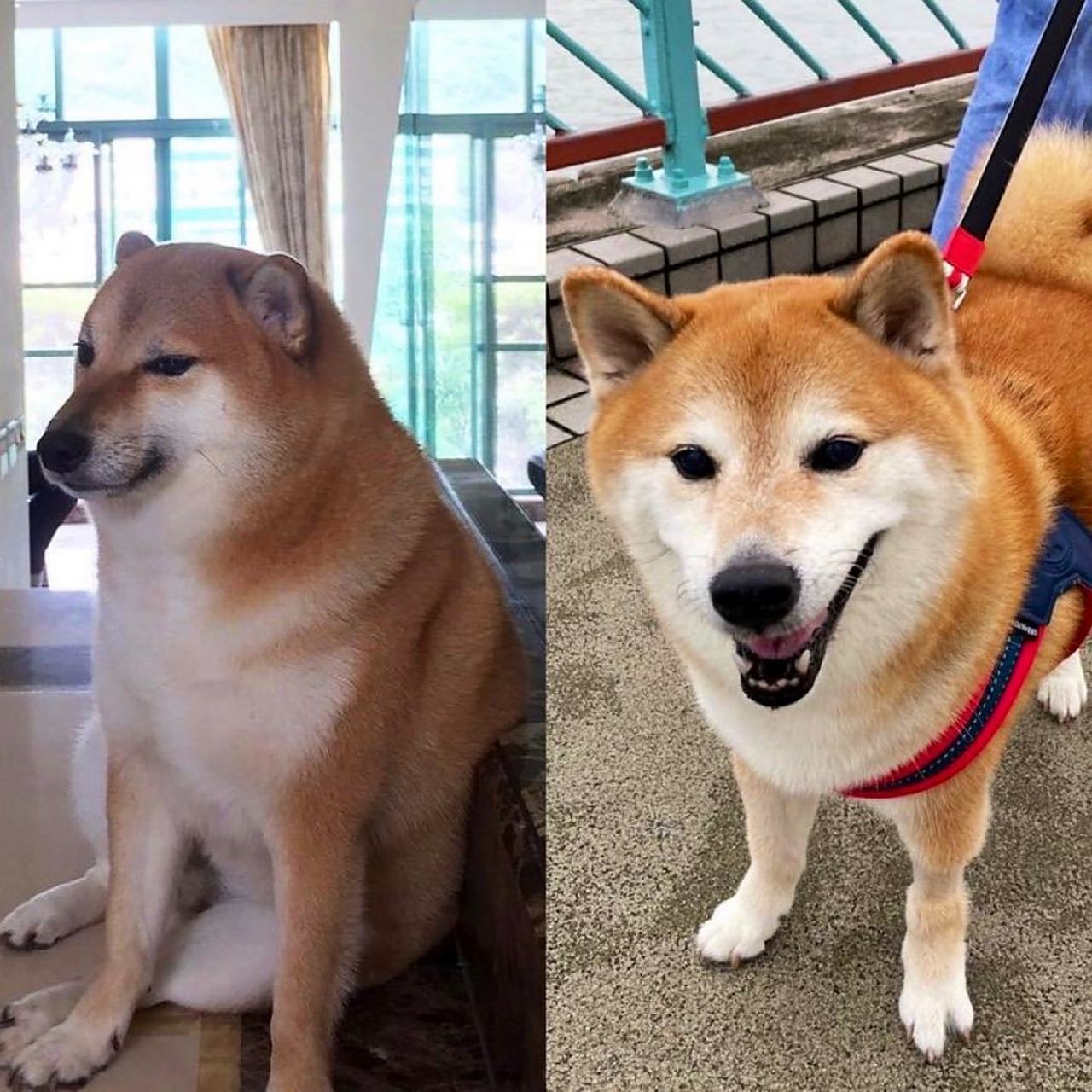 知名meme小狗cheems(本名:balltze)已于昨天(8月18日)在手术中去世了