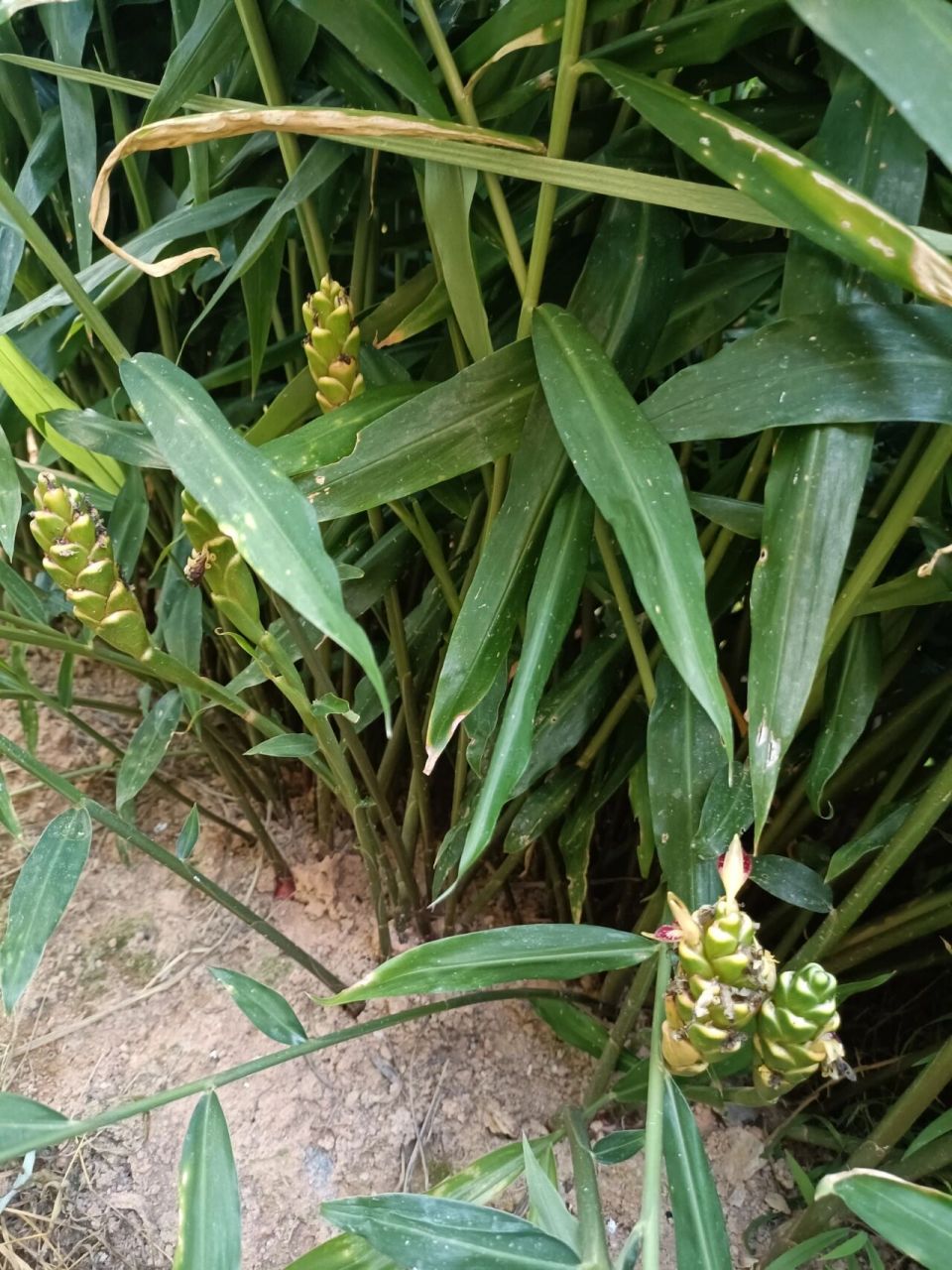 食用生姜开花图片图片