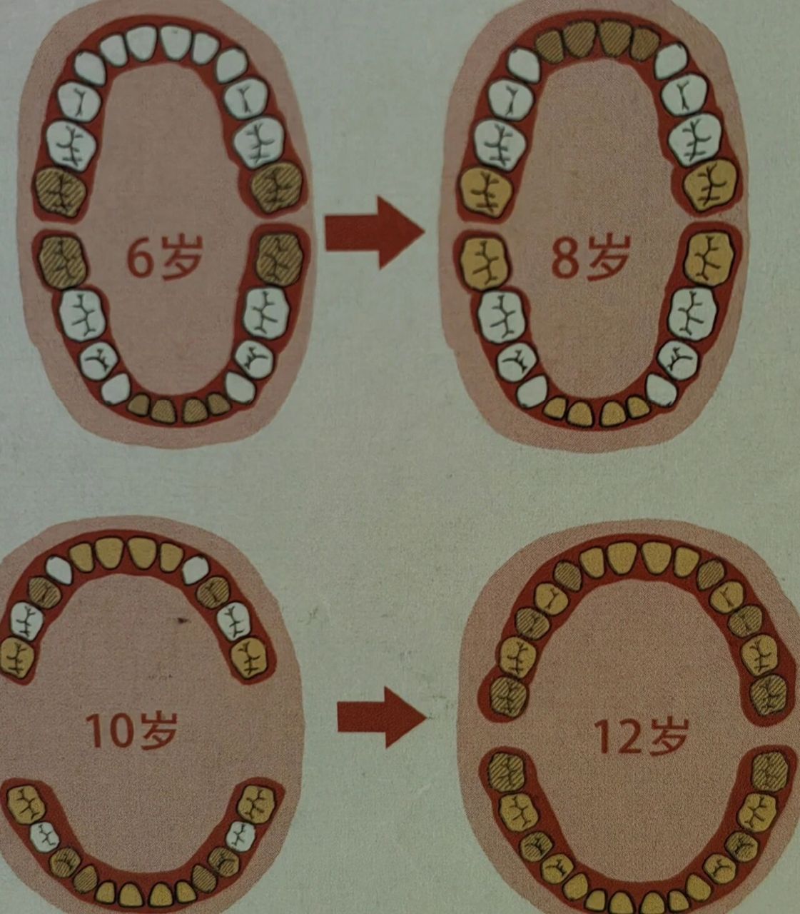 儿童换牙发育过程图图片