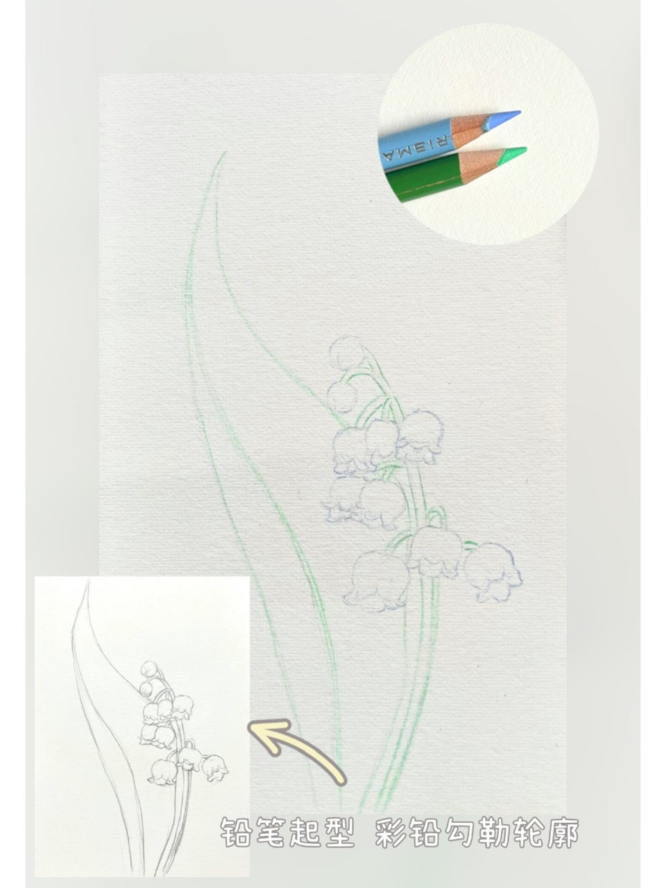 彩铅花卉(12)铃兰花 铃兰花的绘画步骤图