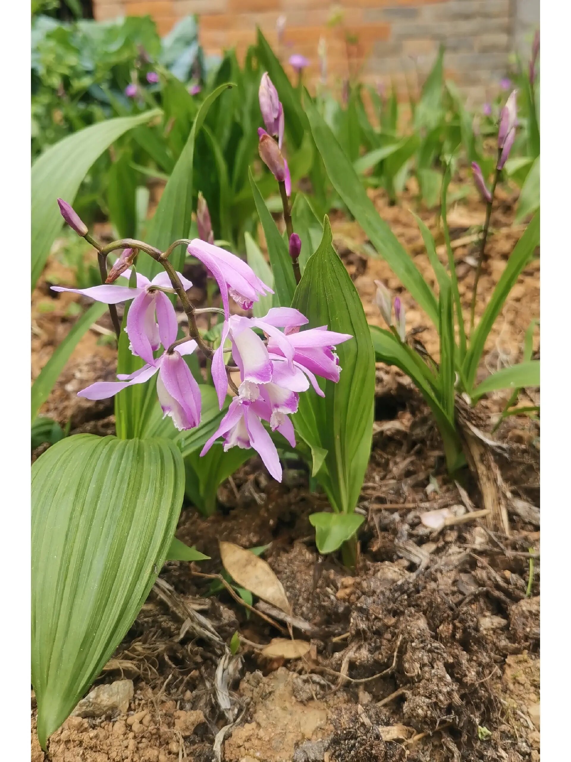 白芨