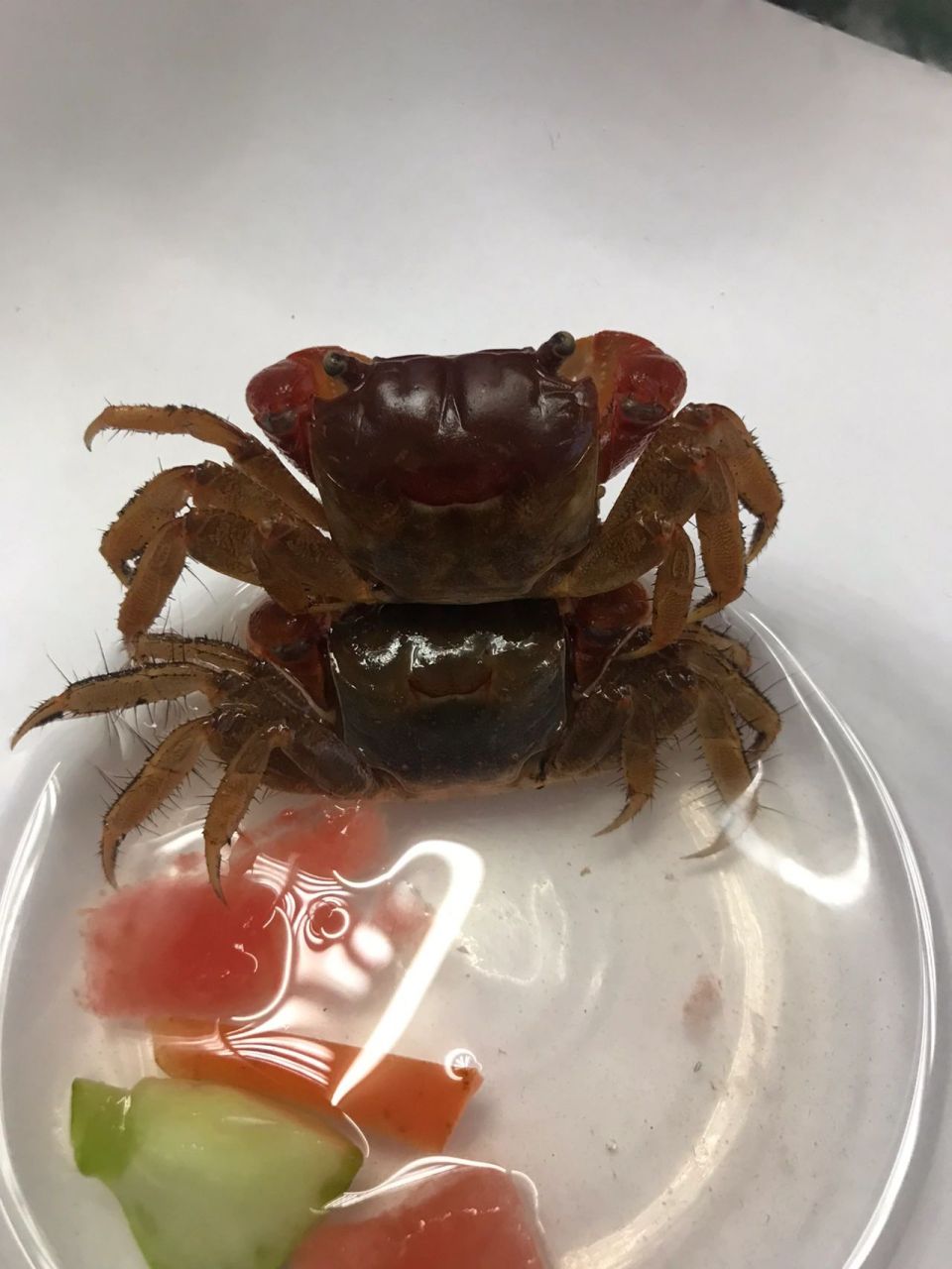 相手蟹0215 环境:珊瑚沙,潜水生物,水(没过小爪爪就可以了) 换水