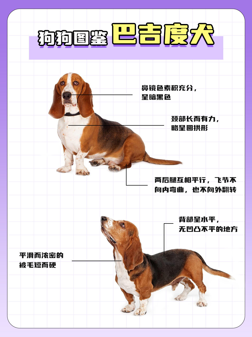 狗狗图鉴-巴吉度犬