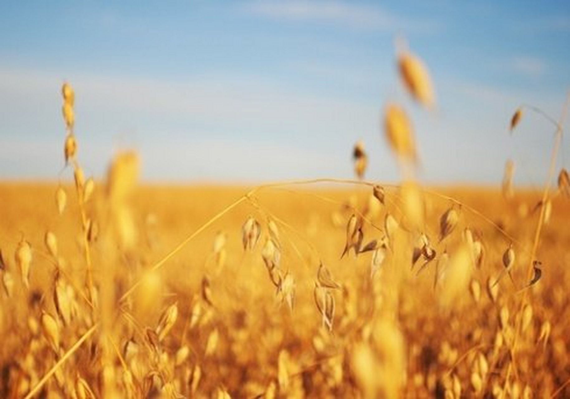写在歌词里的美丽风景#周杰伦的稻香,还是比较美的