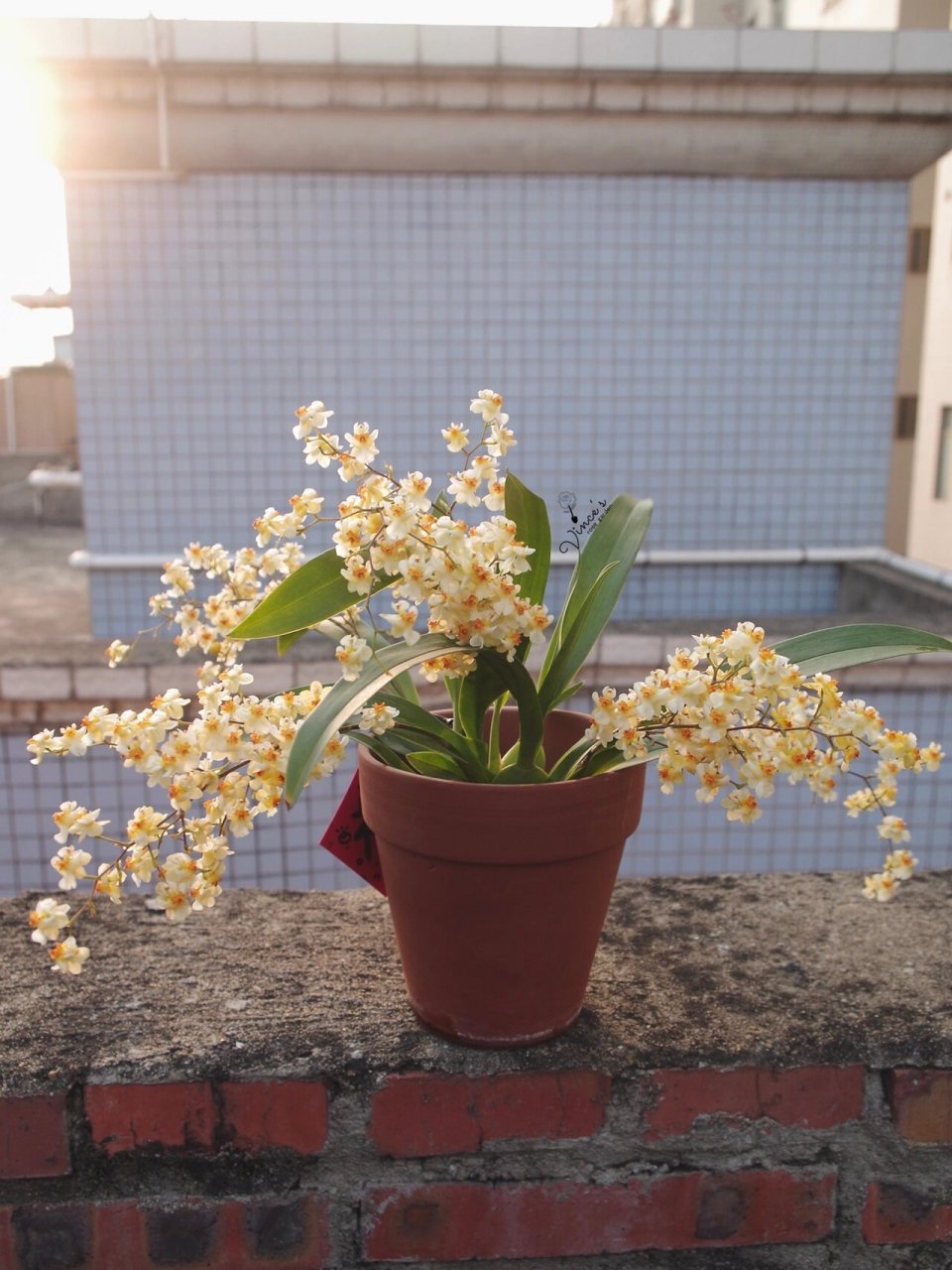 我的唯一一盆文心兰 米白色的 很好看 话梅糖味 也很好养护 9月份买