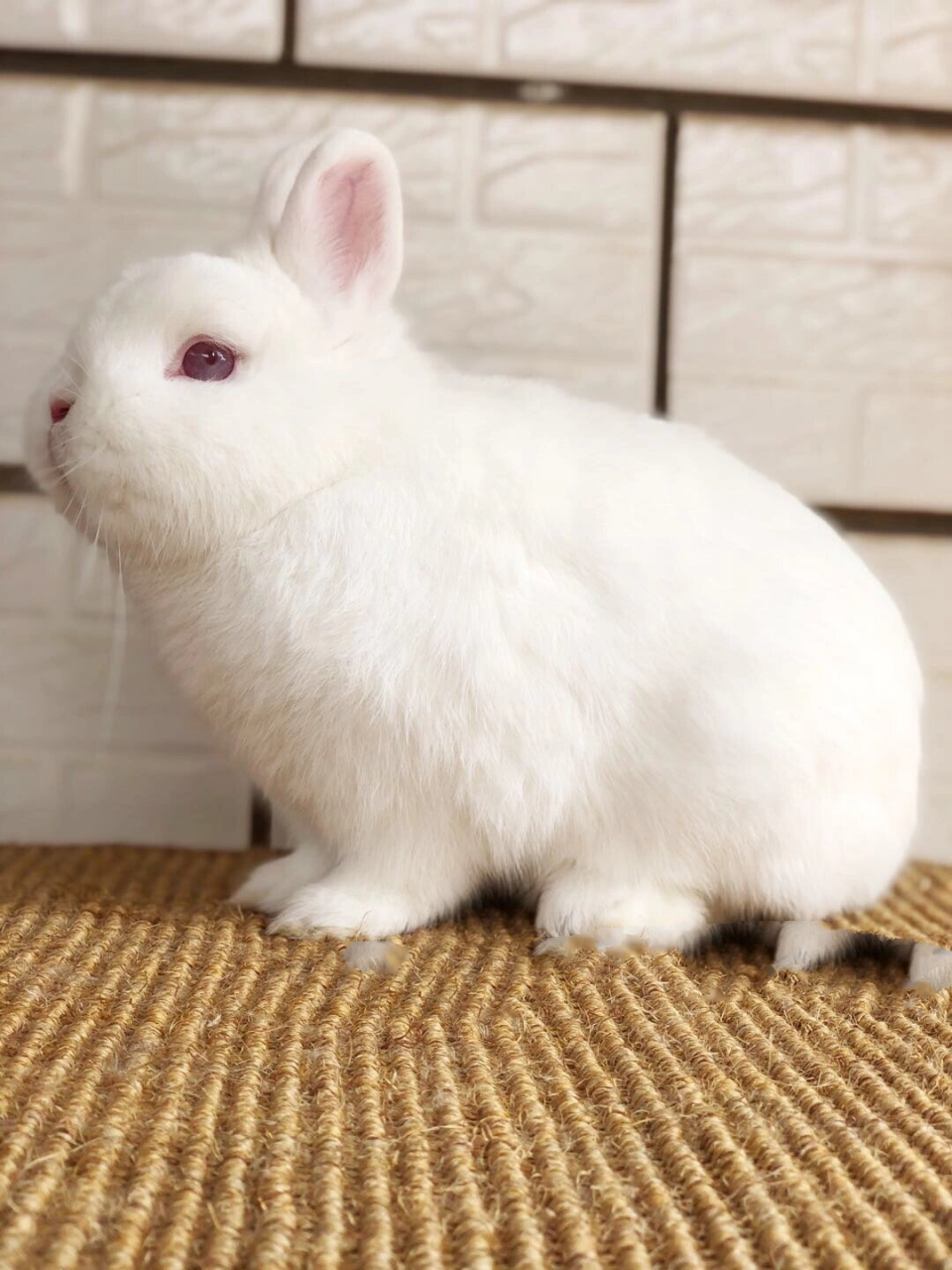 红眼白侏儒兔 红眼睛的兔子一样很好看