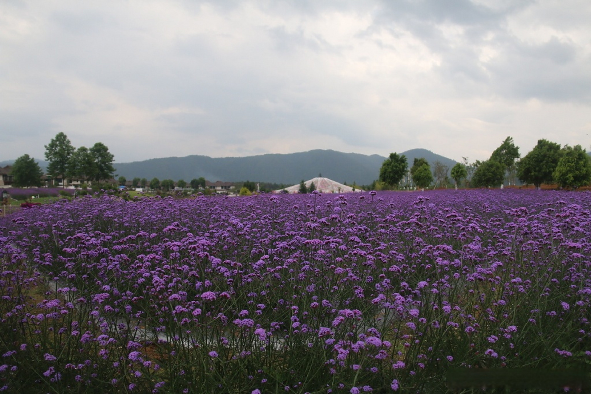 总要去趟腾冲吧# 腾冲原乡栖花岭景地约2500亩,位于云南省腾冲市曲石