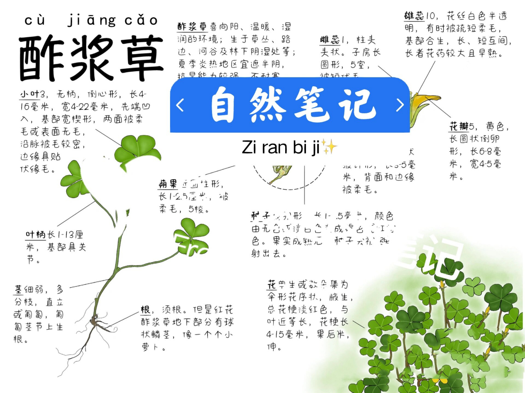 三叶草种植方法图解图片