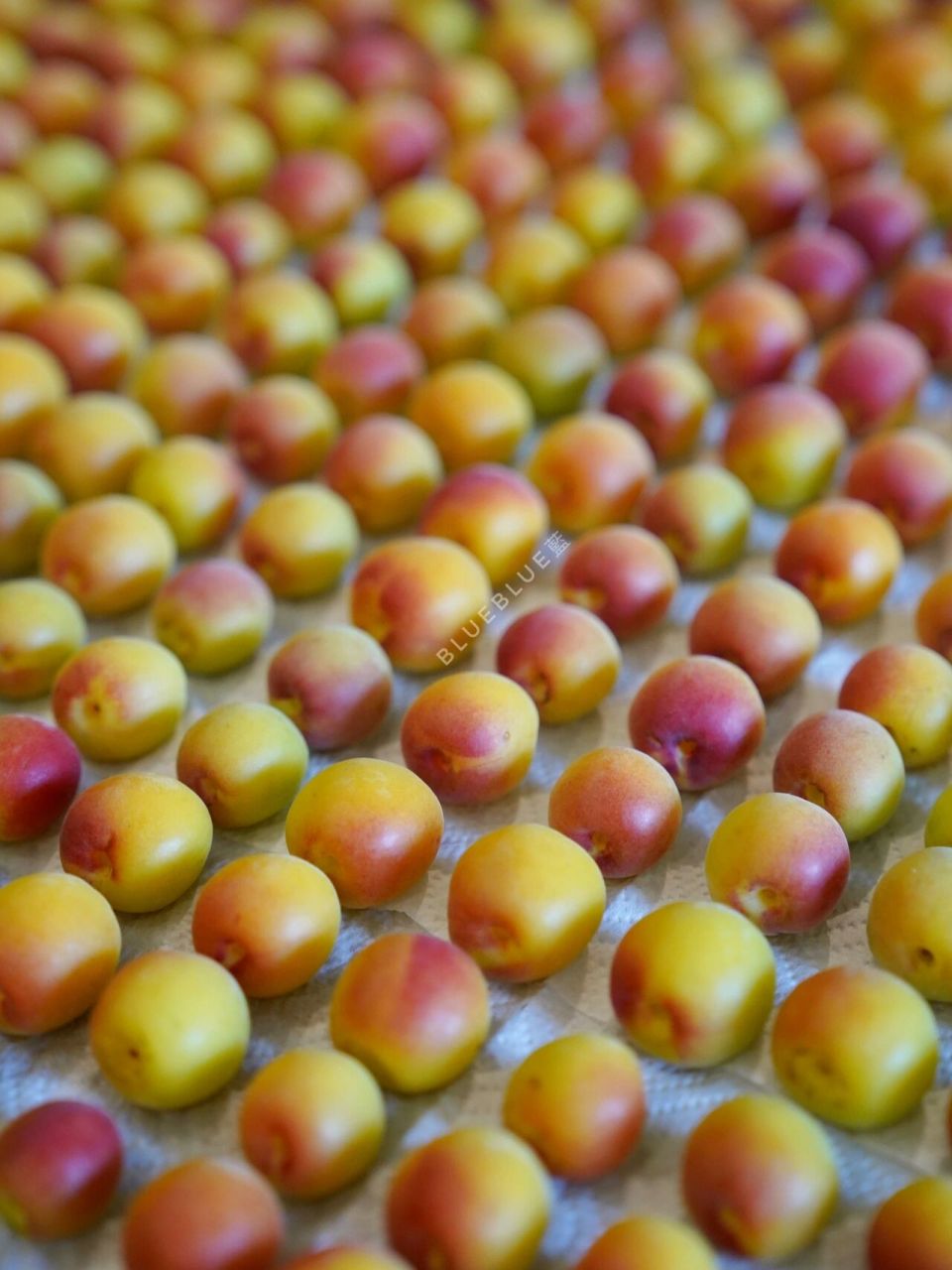 2023梅子季|治愈的梅子 今年第一批云南梅子收到啦 开箱依旧梅香味