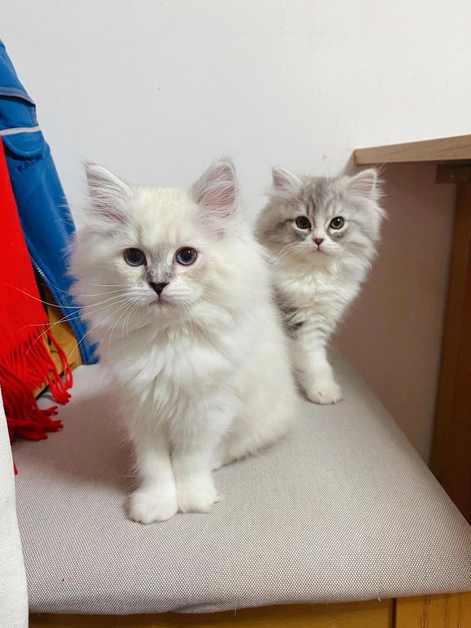 布偶与银渐层生的宝贝2个半月 好大个