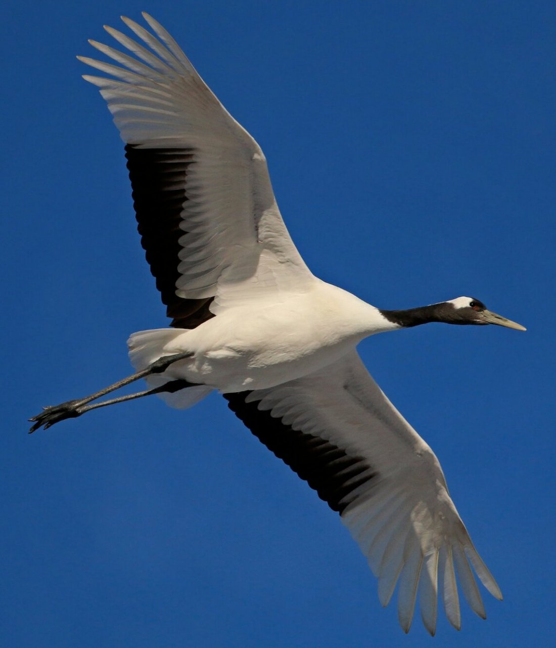道家仙鹤——丹顶鹤 中文名:丹顶鹤 英文名:red-crowned crane 学名