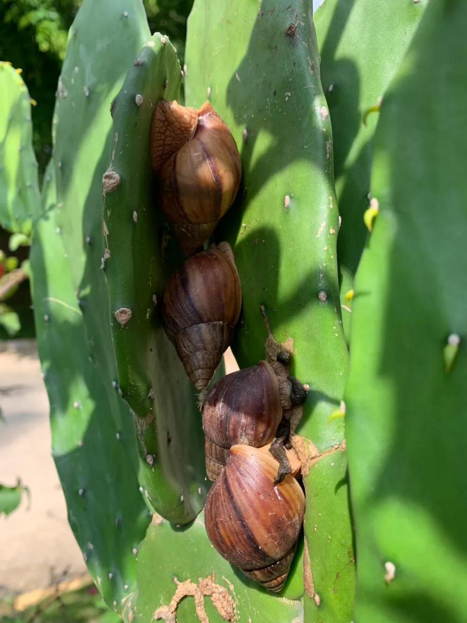 城市观察员海南五指山蜗牛们带着"房子"旅行