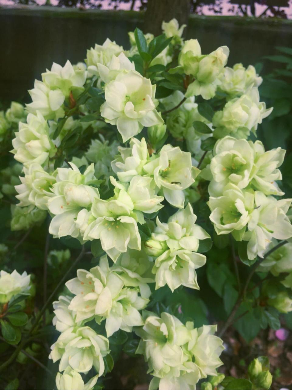 绿色的叶子绿色的花 这颗杜鹃花叫做绿色光辉 	 光听名字就感觉会发光