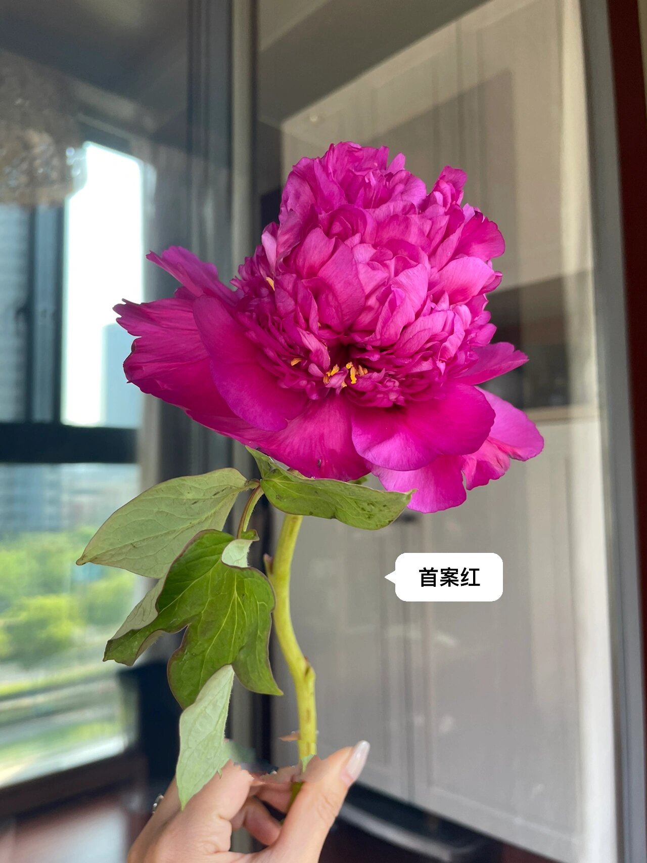 国产牡丹首案红,珊瑚台 两款明显的台阁型牡丹.