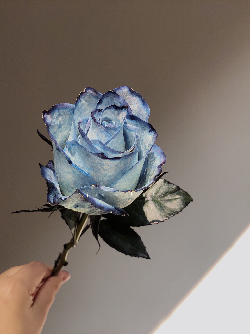 肯尼亚玫瑰 信天翁 比较懒 年前的图一直都没有发 前面4张花期为第7天