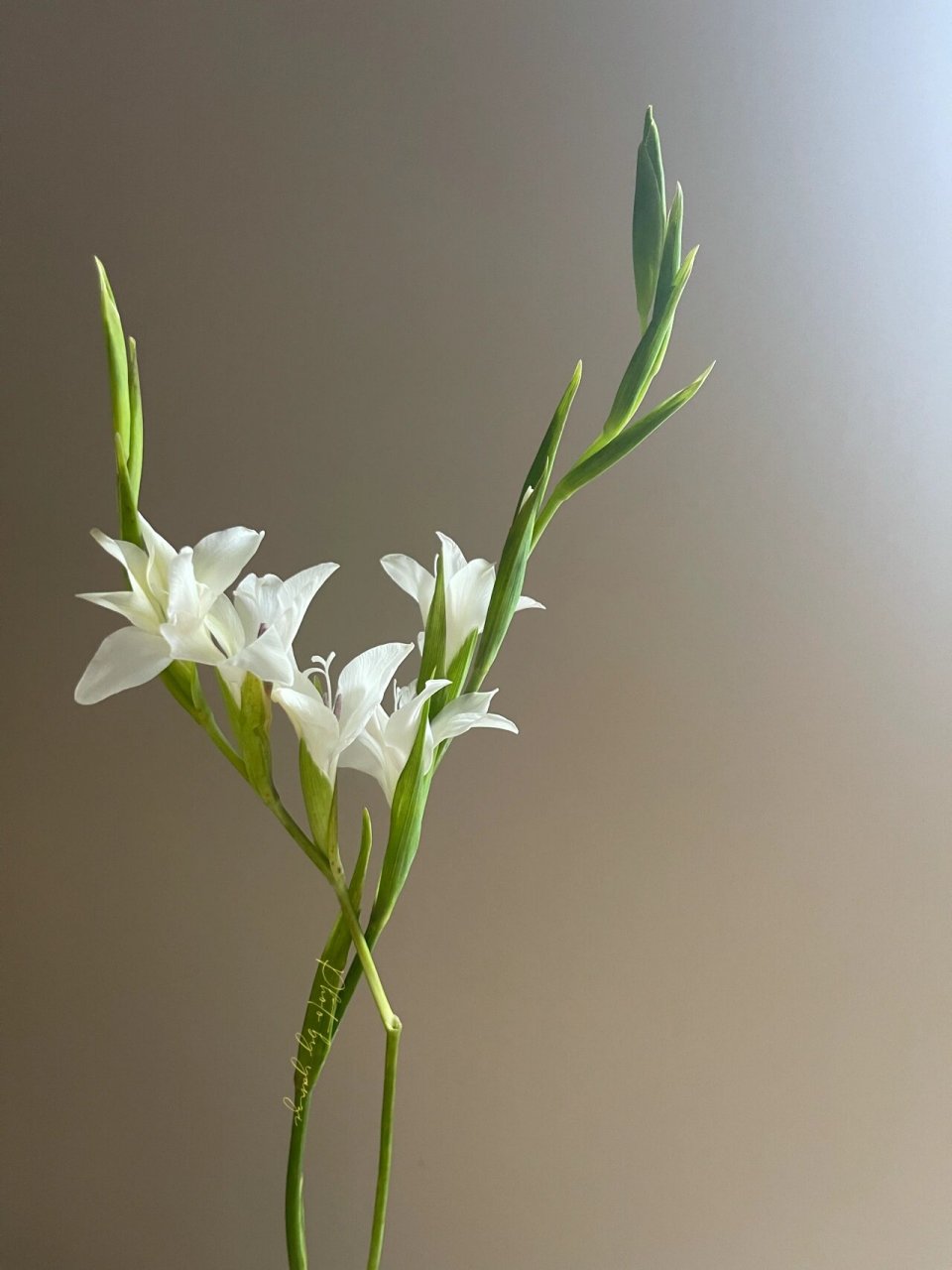 荷兰小剑兰|白色