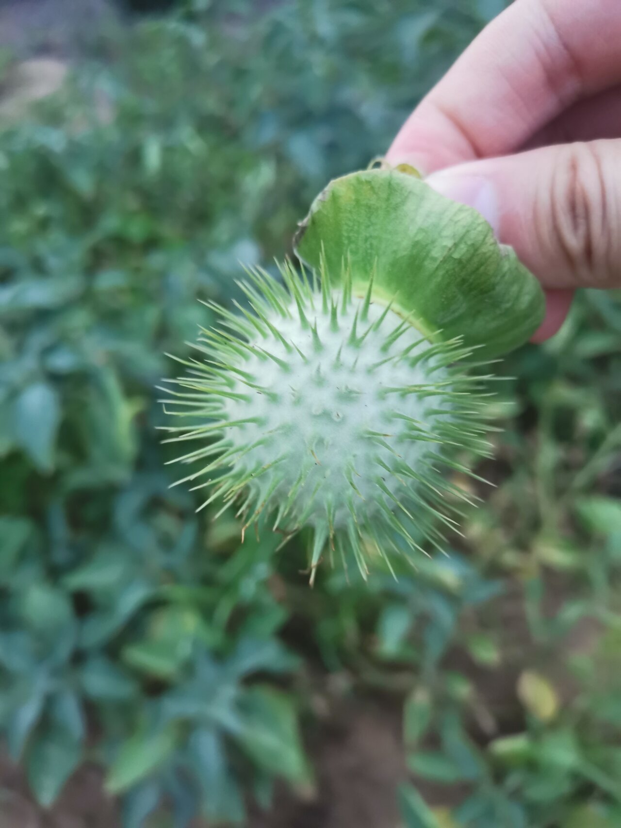 不到一个月,曼陀罗果实结满枝丫,浑身带刺 曼陀罗又叫狗核桃,醉心花
